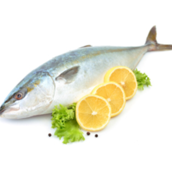 Yellow_Tail_Hamachi_JuhSyo2