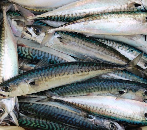 mackerel