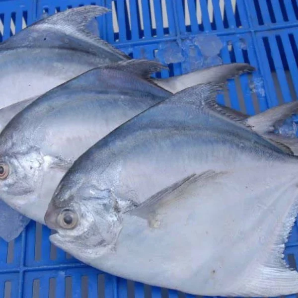 pomfret1