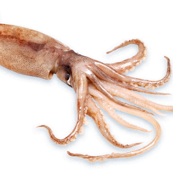 squid