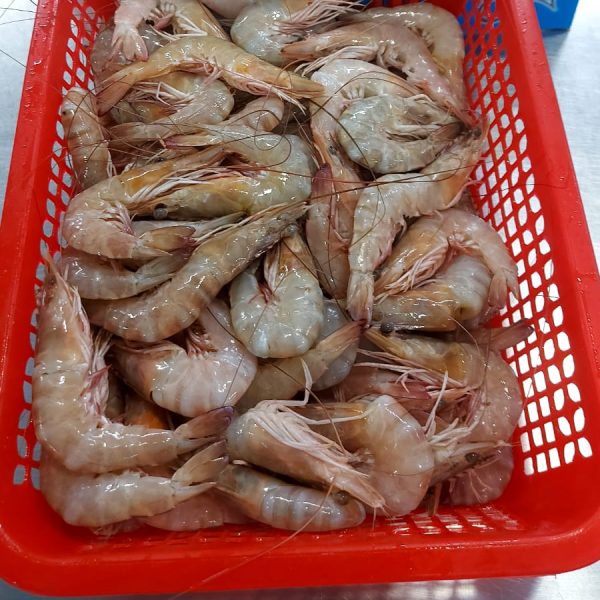shrimp 2