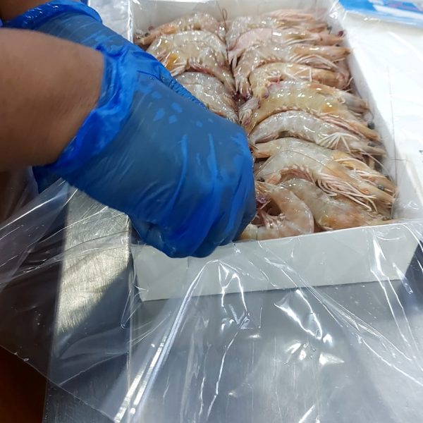 shrimp 3